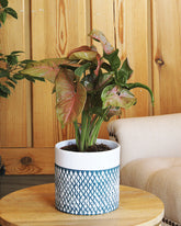 نبات السنجونيوم الوردي